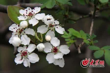 可食用鲜花 【图解】《食用鲜花大全》