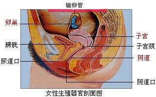 病理生理学案例分析 生理图库：女性内生殖器的详细图析