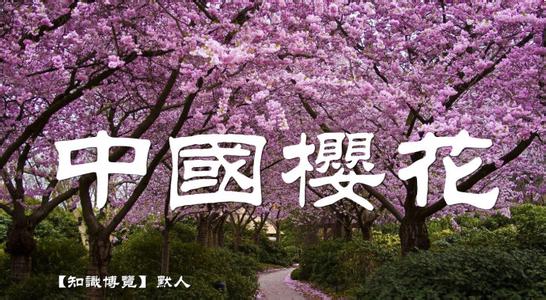 樱花原产地 樱花最早“原产地”在中国 秦汉时栽培在宫苑中