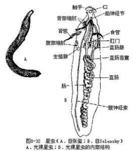 星虫动物门沙蚕 星虫动物门