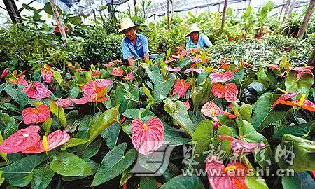 夏季花卉 炎炎夏季怎样保养好您的花卉