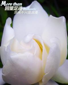 云水禅心花开如梦 花开就是禅，多情即佛心