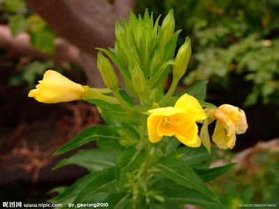 月见草 夜来香 月见草 夜来香 夜来香月见草 降低血脂有神效