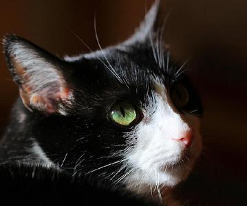 梦到猫 梦到猫 梦见猫