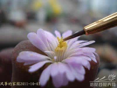 生石花风铃玉 浅谈风铃和生石花的授粉(图解)