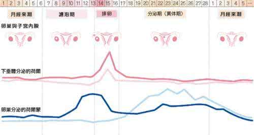 月经周期怎么算最准确 月经周期怎么算最准确 月经周期是怎么算