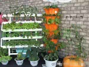 阳台种菜超简单 超齐全的阳台种菜方法，太实用了，必须收藏！