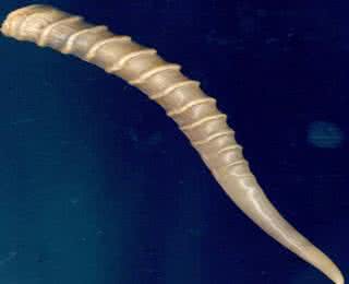 羚羊角和藏羚羊角区别 羚羊角 羚羊角，藏羚羊角和其他角的区别