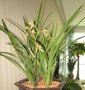 兰花通风 养好兰花的通风措施