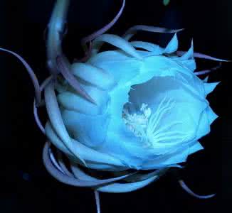 昙花的药用价值 昙花的药用价值 昙花有没有药用价值,昙花的养殖方法