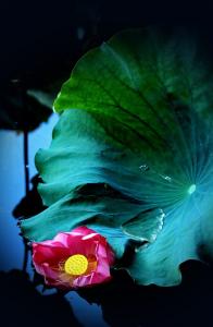 百喻经白话文 百喻经【白话译文】(三)