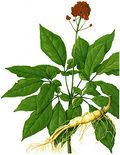 水牛角 水牛角 姘寸墰瑙?姘寸墰瑙掔殑鍔熸晥涓庝綔鐢╛涓嵂姘寸墰瑙抇姘寸墰
