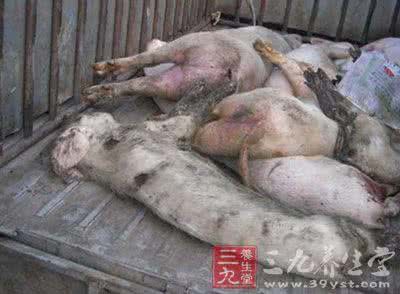 病死猪无害化处理 病死猪变腊肉上餐桌 无害化处理难做