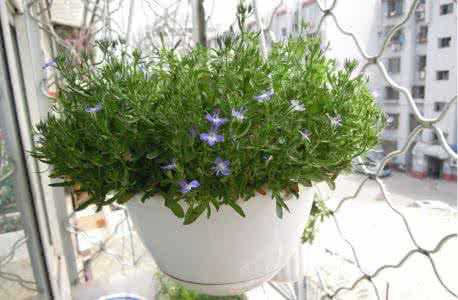 适合家庭种植的花草 花草种植技巧 解密家庭花草种植的一些小技巧