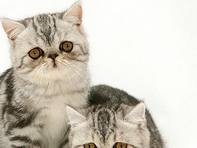 异国短毛猫怎么挑选 如何挑选合格的异国短毛猫