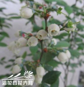 自花授粉的蓝莓品种 辨别蓝莓是否授粉完成