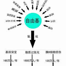 氧自由基 （1）什么是自由基？什么是氧自由基？