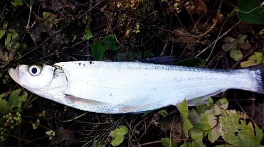 路亚亮片钓翘嘴视频 亮片钓翘嘴一绝