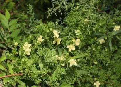 芹叶铁线莲 芹叶铁线莲介绍 芹叶铁线莲价值