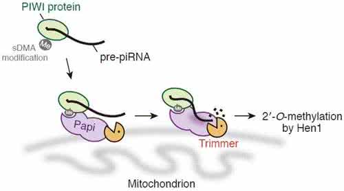 核酸酶的作用 核酸酶的本质是RNA,有一定误区