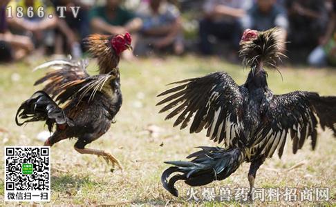 斗鸡苗多少钱一只 斗鸡多少钱一只 斗鸡苗多少钱一只