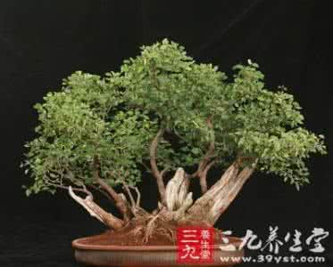 足球高手乔装成老人 会乔装的老人肺结核病