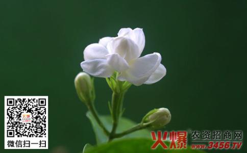 花语大全和花语传说书 花语大全和花语传说 【茉莉花花语】茉莉花的花语和传说
