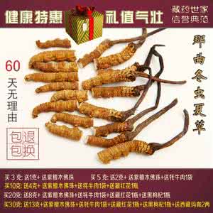 什么人不能吃冬虫夏草 草配药禁忌 冬虫夏草也有禁忌 哪些人不能吃虫草