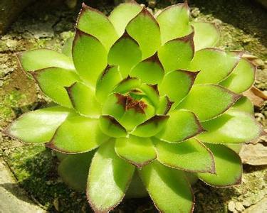 观音莲开花后怎么养 观音莲开花 观音莲怎么养 观音莲开花吗