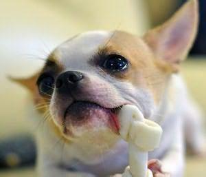 狗咬胶 牙齿清洁力 利用狗咬胶为狗狗清洁牙齿