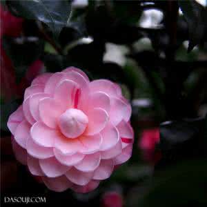 春风里的山茶花 独能深月占春风,高雅,端庄,山茶花