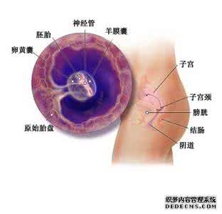 胎儿什么时候发育大脑 胎儿什么时候脑发育 胎儿脑发育最好的食物