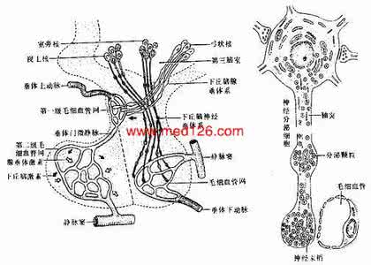 内分泌系统器官 人的内分泌系统 垂体激素对靶器官的作用和反馈调节示意图