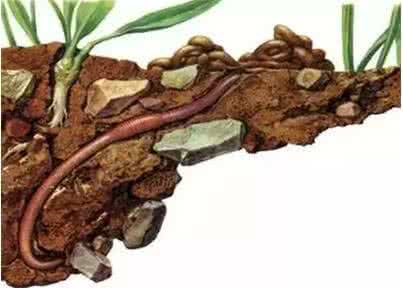 土壤动物的作用 土壤动物