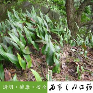 猕猴桃根和石苇偏方 猕猴桃根洋桃根和石苇刀口药偏方治癌症案例