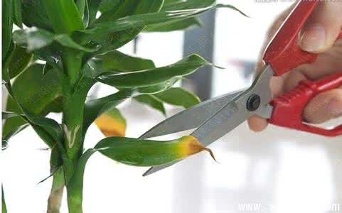 茶花的修剪方法图解 花卉的修剪整形方法