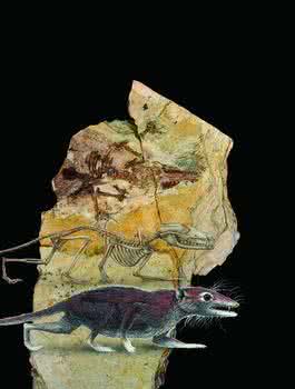 化石幼兽 真兽类（化石）