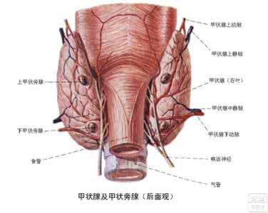 亚甲状腺炎怎么治疗 亚甲状腺炎 亚甲状腺炎怎么治疗