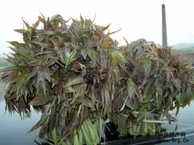 香椿治病防病技术 香椿十种治病偏方