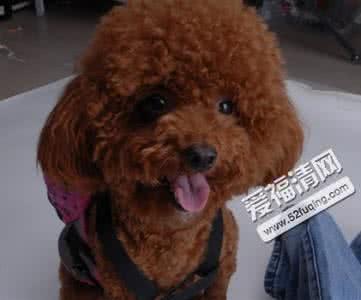 吴亦凡致青春发型 吴亦凡的狗狗 致青春2中吴亦凡的狗狗是什么品种的