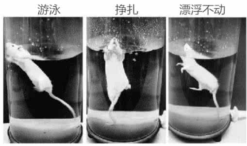 自闭症 肠道微生物 不自闭，抗焦虑，降压力——当肠道细菌改变了大脑功能