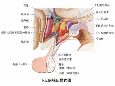 女性生殖十大名器图片 女性生殖内分泌疾病 女性生殖疾病介绍