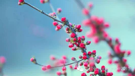 红鸾星动是什么意思 桃花运势 桃花运势红鸾星动 红鸾星动什么意思