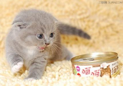 猫咪能喝牛奶吗 能喂猫咪喝牛奶吗？