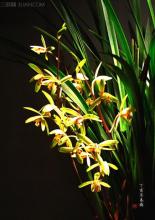 灵芝功效及食用方法 春兰药用功效及食用方法