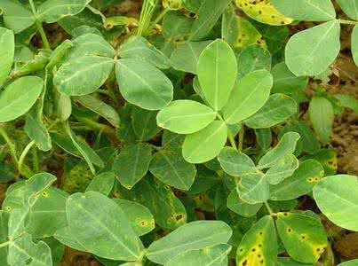 花叶烂是什么原因?