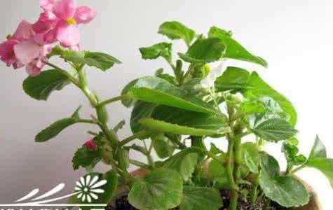平贝母 平贝母 养殖 素颜的花卉 贝母兰的介绍及养殖技巧