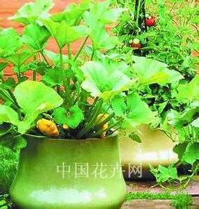 种植花卉大棚利润高吗 【图文】动手种植花卉