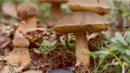 美味牛肝菌 食用和药用蘑菇  美味牛肝菌(Boletus edulis)  