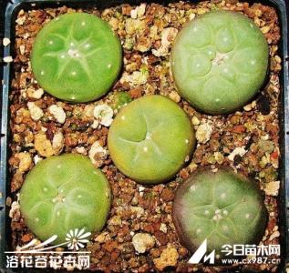 多肉植物乌羽玉的价格 浅谈乌羽玉属植物的生长特点